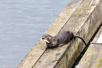 Noord-Amerikaanse otter